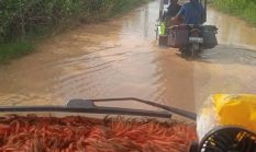 Tambang Ilegal Diduga Dibiarkan Merajalela, Jalan Desa di Pohuwato Rusak Parah, Nyawa Warga Terancam