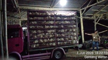 YBH PEGASUS DAN TIM SATUAN KHUSUS AMBIL SIKAP TEGAS TERHADAP JAGAL AYAM YANG DIDUGA ILEGAL